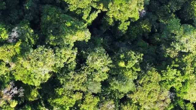 Freedom in the Forest