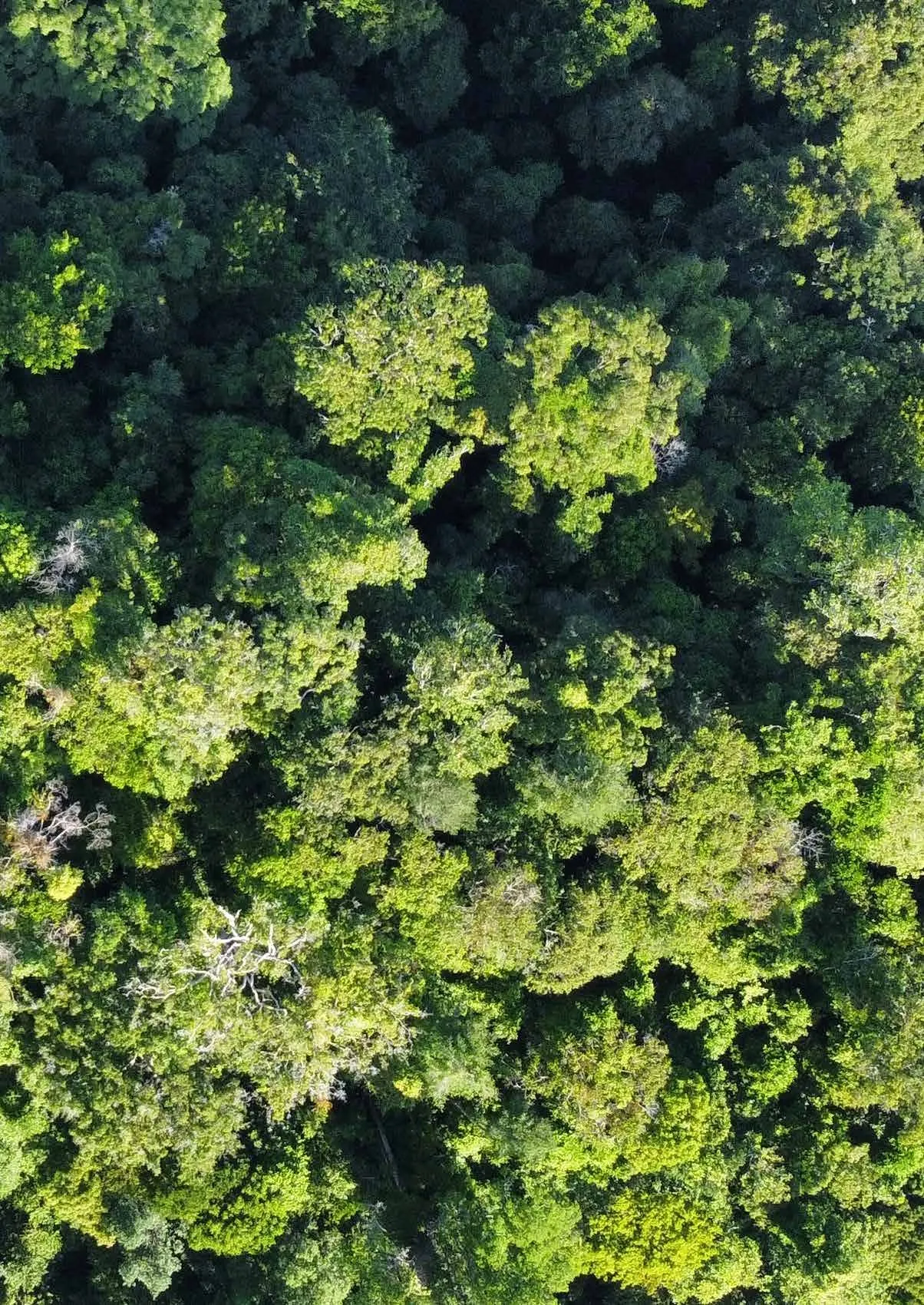 Freedom in the Forest