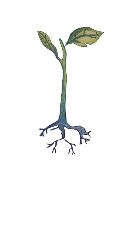 Roots