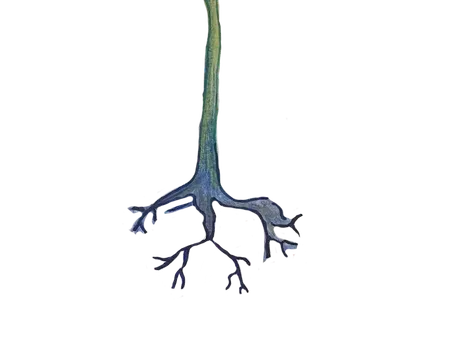 Roots